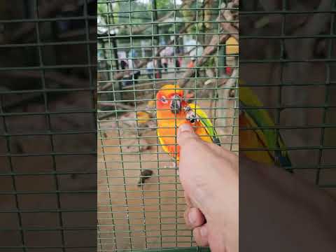 BIRDS SAY HELLO