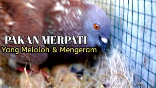 🔴 Pakan jitu peternak merpati yang meloloh dan mengeram telur