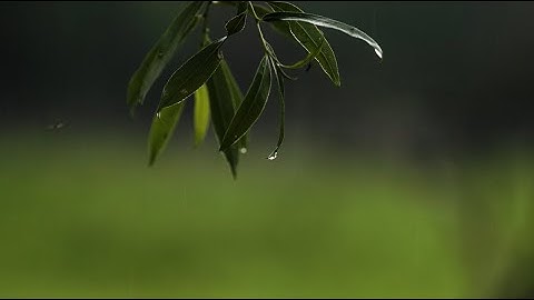 Nature restoration in practice:  Danube river & WWF floodplain reserve Marchegg, Austria