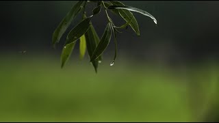 Nature restoration in practice:  Danube river & WWF floodplain reserve Marchegg, Austria