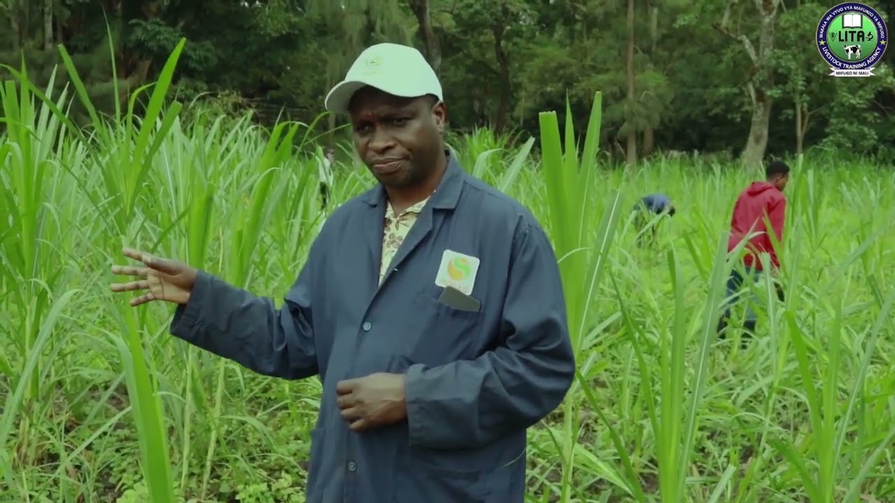 WANAFUNZI WA LITA WANAFUNDISHWA JUU YA UZALISHAJI WA MALISHO.