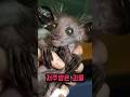 이 손가락에 찍히면 죽는다? 마다가스카르의 저주받은 괴물