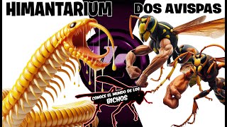 HIMANTARIUM VS DOS AVISPAS