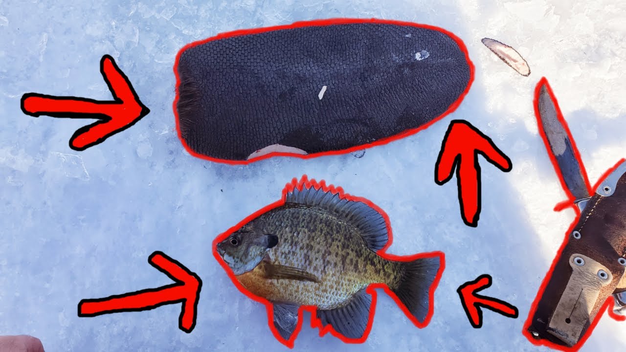 Beaver Tail for Big Bluegills!! Featuring Nicole Stone Outdoors, Jagged Tooth Tackle