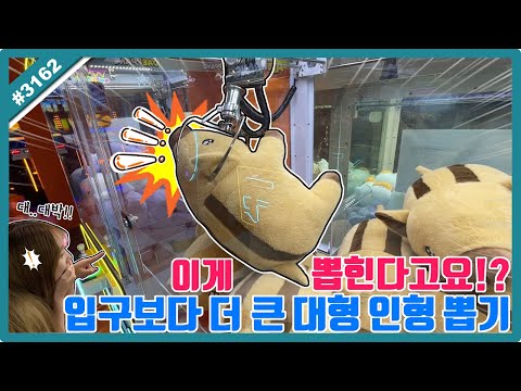 입구보다 더 <strong>큰</strong> 대형 <strong>인형</strong> <strong>뽑기</strong>!! 3배 더 커진 초대형 멧돼지 잡았습니다ㅋㅋㅋ (고니두욘몬 20260122) #3162