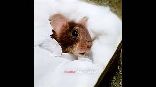 They Messed With the WRONG Mouse! #movie #film