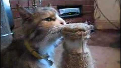 The Kookamunga Effect