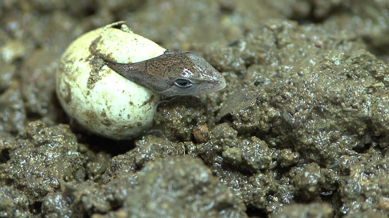 カナヘビ誕生の瞬間 Hatch Out Of Japanese Grass Lizard Youtube