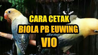 Cara mudah cetak Lovebird BIOLA PB EWING VIO