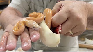 Worlds First Baby Snakes AGAIN