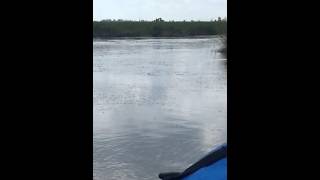 Lake Hermitage monsters