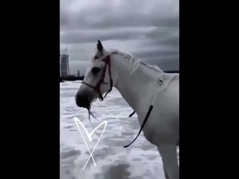 صباح الخير يامقصدي بكل الحكي ياروح حنين وعيونها