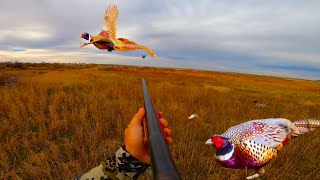 410 Shotgun Challenge! Pheasant Hunt and Cook  screenshot 2