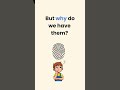 Why Do We Have Fingerprints? 🤯 (Simple Science Explained) #didyouknow #english #kidslearning