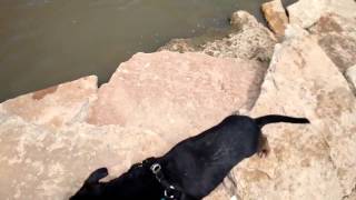 Lucky Dont Sweat The Technique - 3 Legged Staffordshire Bull Terrier