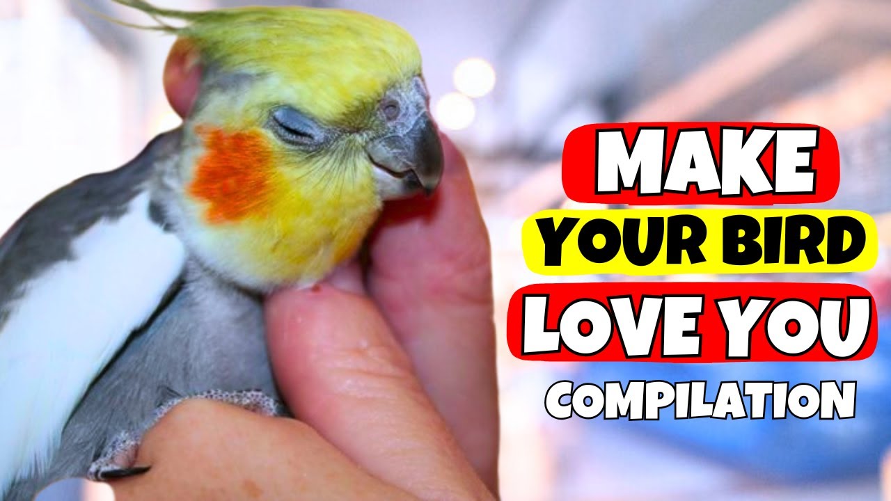 How to Make Your Cockatiel Love You 💖 | Compilation