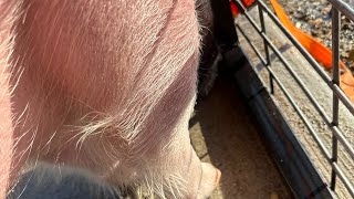 Details Clipping show pigs and getting ready for county fair! #showpigs #stockshowlife  Guide