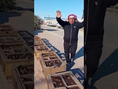 فكة خليل الحداد من ابي غريب تحسيسة قبل الفكة مع حجي سمير