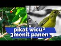 Suara Pikat Kolibri Kelapa Betina Memanggil Jantan Paling Ampuh untuk pikat wicu wicu