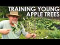 How to train young apple trees  black gumbo