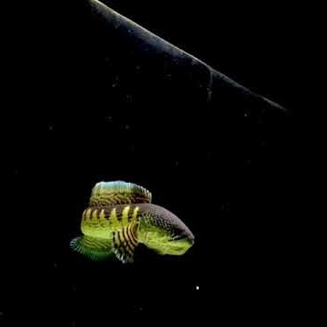 story wa channa auranti mangap mangap 30 detik