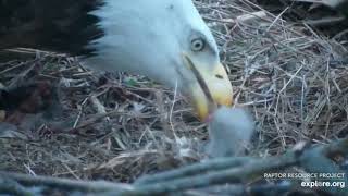 Decorah North Eagle DNF feeds eaglets DN11 and DN12 and then broods them -- April 2, 2020.