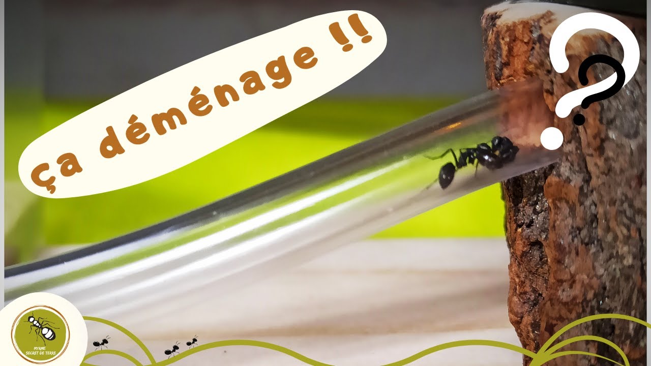 Un nid en bois pour mes Camponotus vagus