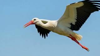 Leylek Baba Anadolu Folk Müzik