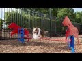 Dog Park Agility Courses Dog Park Agility Courses