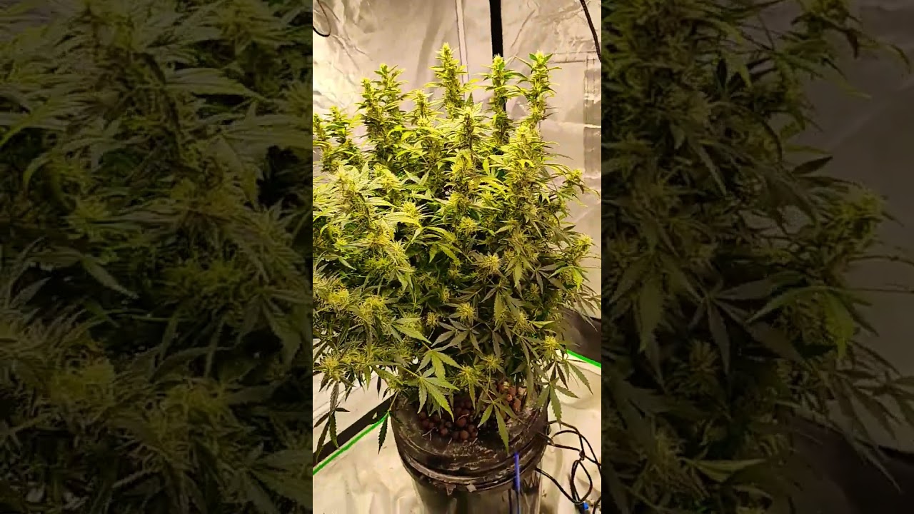 blueberry autoflower