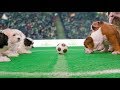 Freshpet Pups Playing Football To Calm You Down During The Big Match