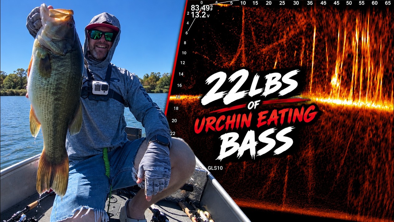 Livescoping big bass on the Urchin