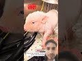 Adopting a piglet #wildliferescue #lovestory #animals #rescue #cute #pig #piglet #love