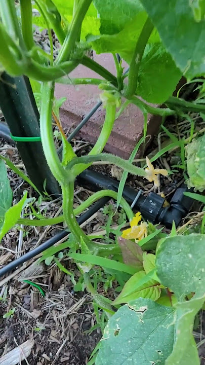 The China Jade Cucumbers Are Climbing   It Won't Be Long Now
