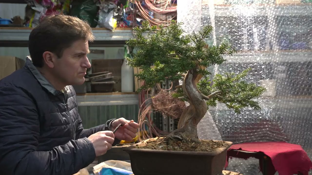 Taxus cuspidata BONSAi, trabajo de creación