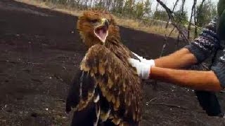 Imperial Eagle Returned Back to the Wild