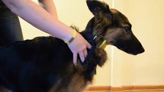 How to use a Lure Coursing Collar