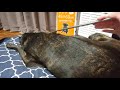 犬335