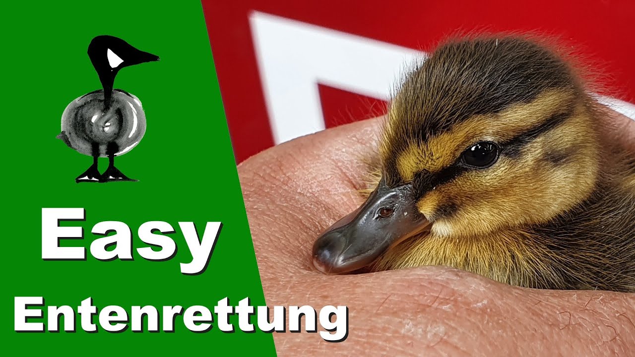 Easy Entenrettung - Tiernotruf 