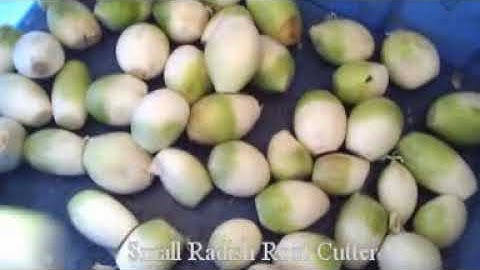 Onion Root Cutting Machine/ Small onion stem cutter from onion processing equipment