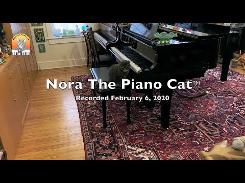 Nora The Piano Cat - Recorded Feb. 6, 2020