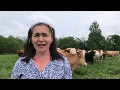 BovINE EU Project - Cattle video