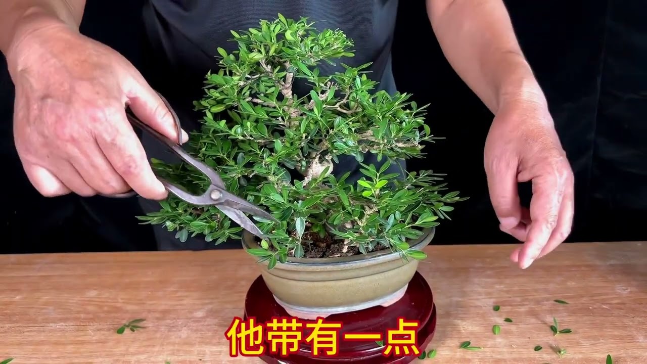 黄杨盆景如何修剪保型？如何养护？#盆景 #黄杨盆景 #盆景制作