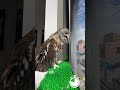 ポン太の大変身!! ~The Owl’s Big Transformation~