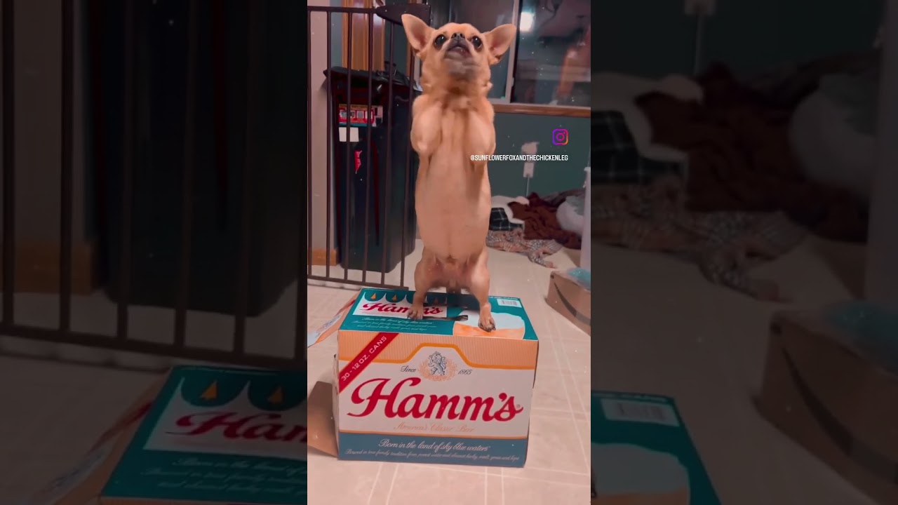 From the land of sky blue waters. #hamms #shorts