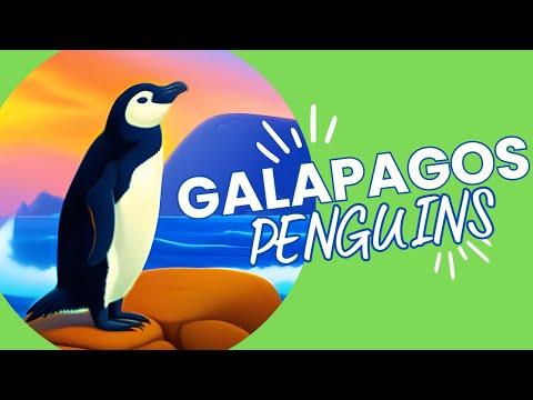 Video: Galapagos penguin: habitat, food, interesting facts