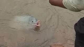 How To Catch Big Tilapia Fish In Fidar Fishing Video Eagle Fisher