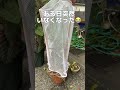 アゲハチョウの幼虫を観察し続けているけどうまくいきません😵💫