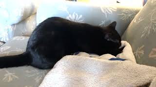 Kitty likes the taste of blankets by Our Nature 443 views 1 year ago 1 minute, 22 seconds