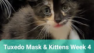 Tuxedo Mask & Kittens Week 4 #catsoftiktok